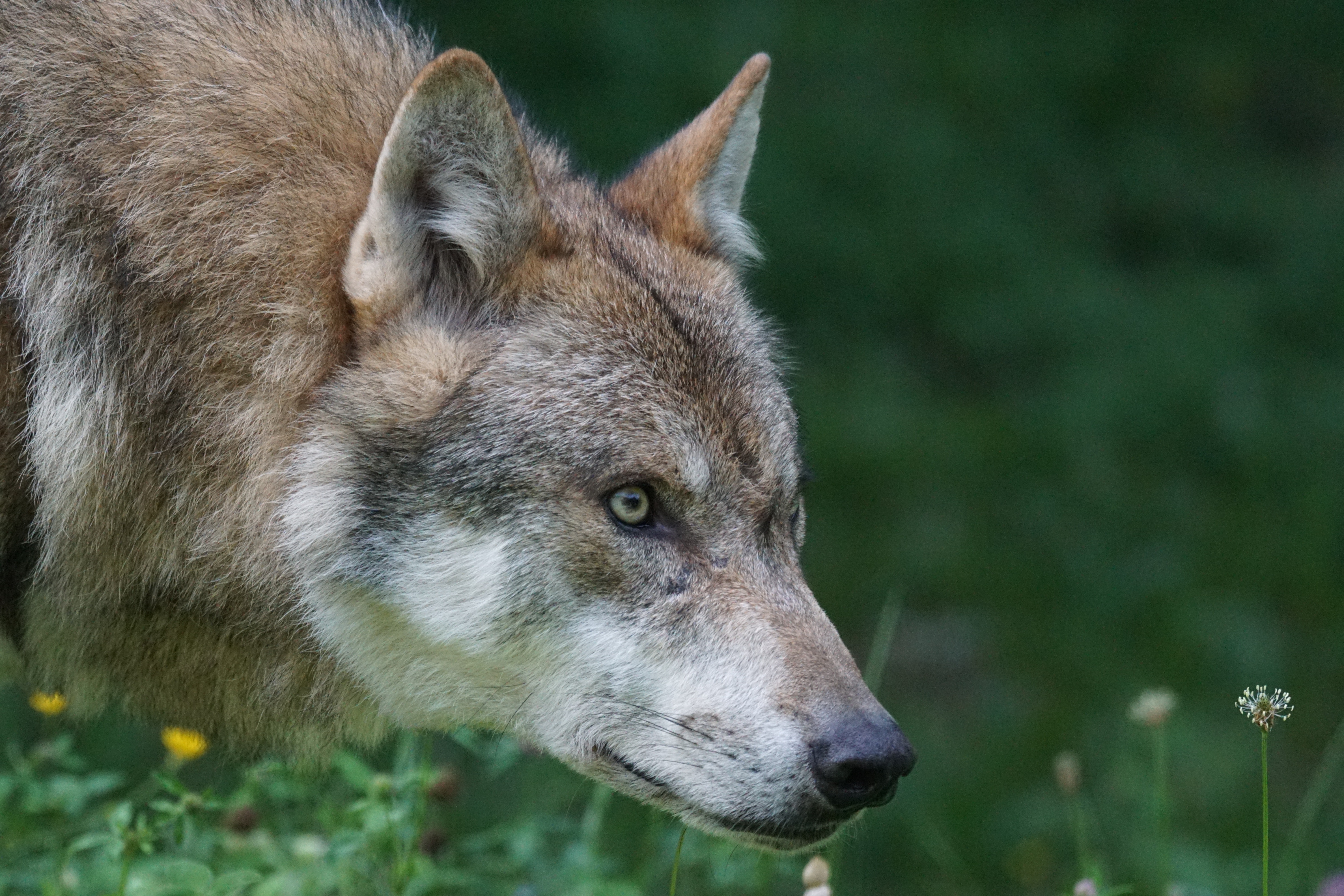 Profile of a wolf's head starting intently to the right.