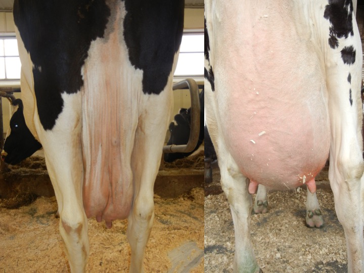 comparing two udders
