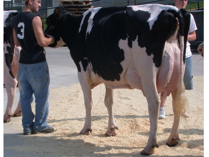 This Holstein cow displays many desirable traits, such as a balanced, level and highly attached udder held above the hocks, with a strong udder cleft, as well as legs that track straight and are free of any blemishes. She also has a level rump and topline, as well as desirable angularity and sharpness over her topline, hips, pins and ribs.