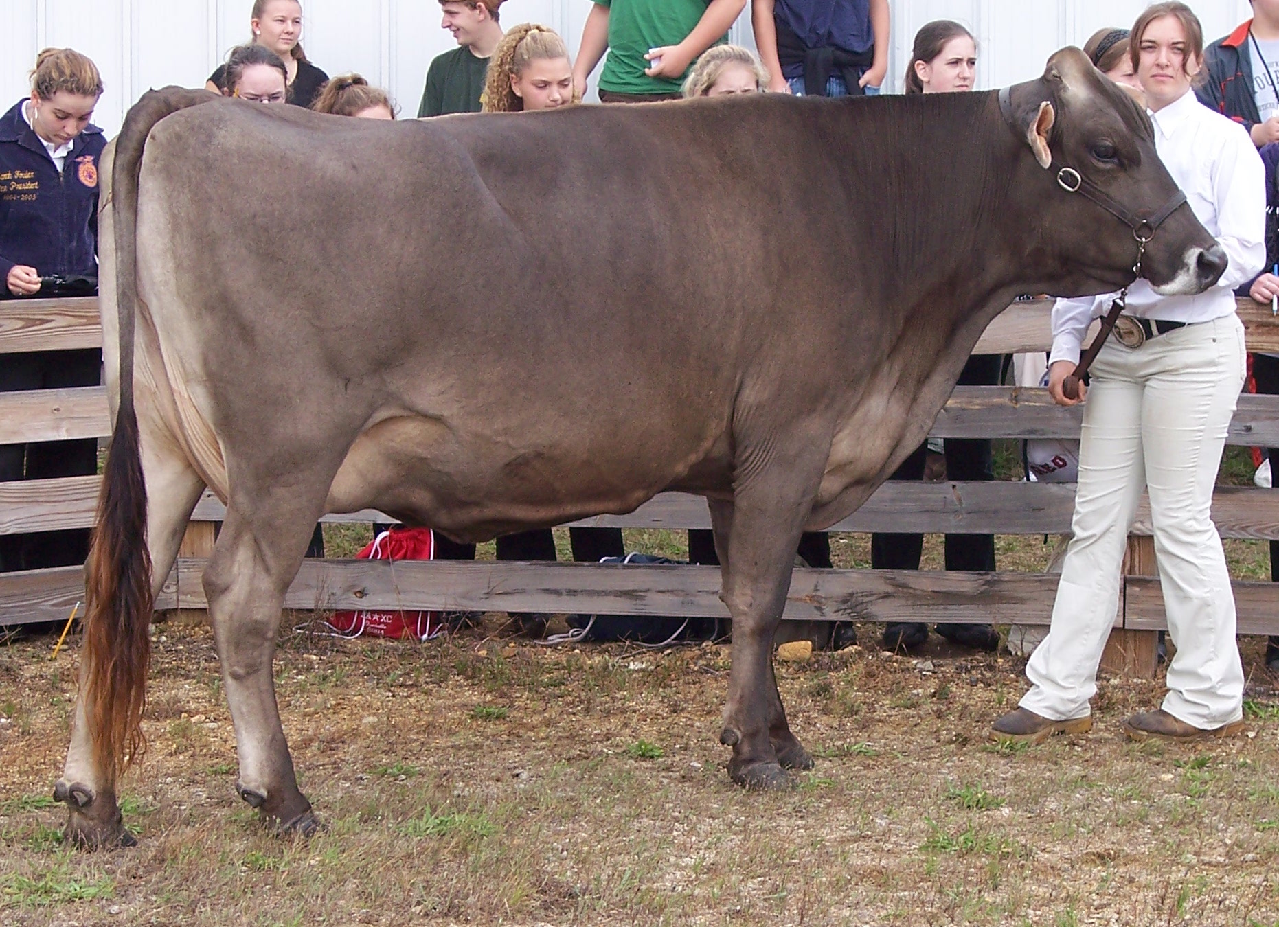 This Brown Swiss cow shows the solid coloration and ruggedness typical of the breed.
