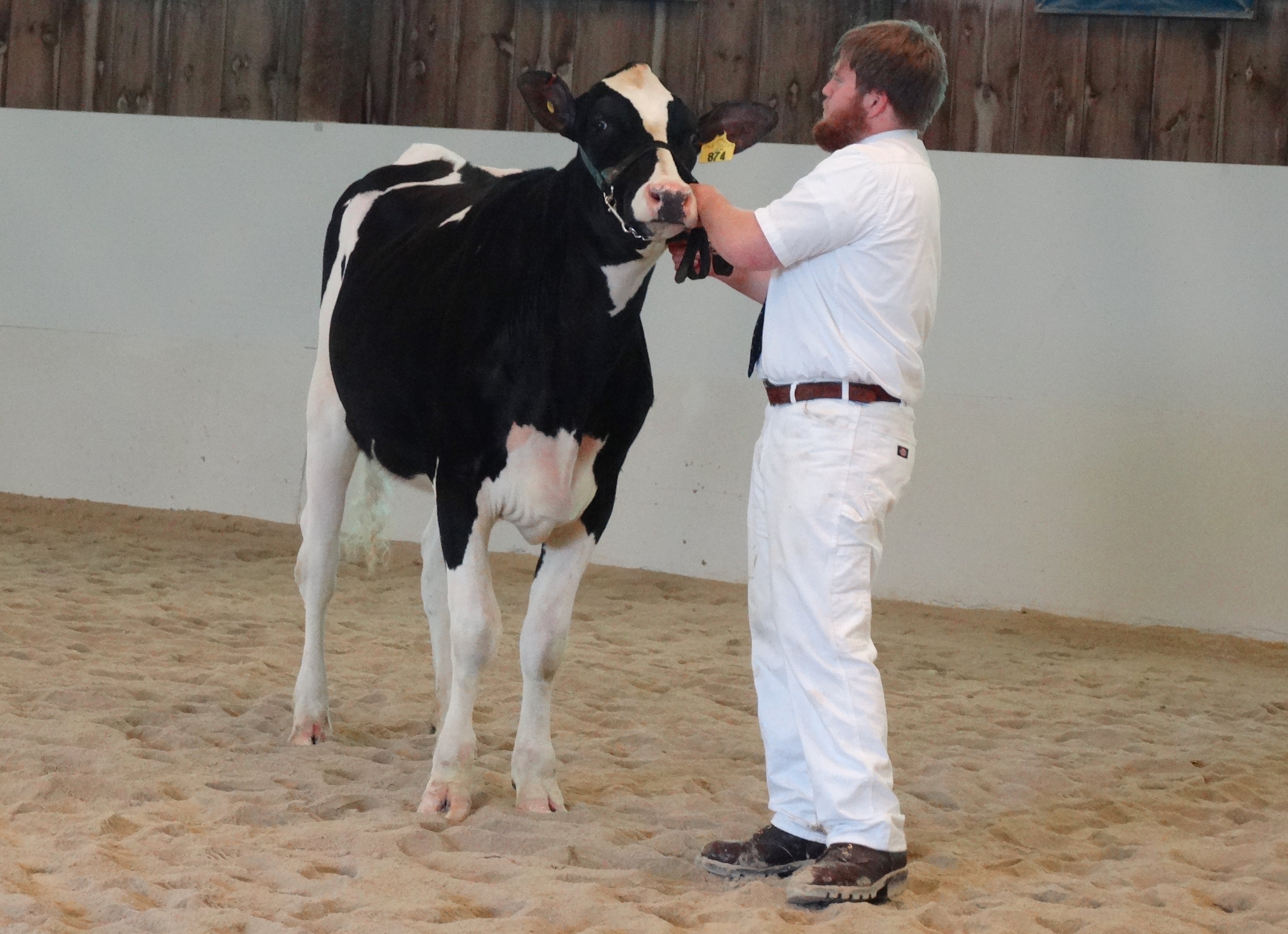 Heifer being shown by a student at the University of New Hamsphire
