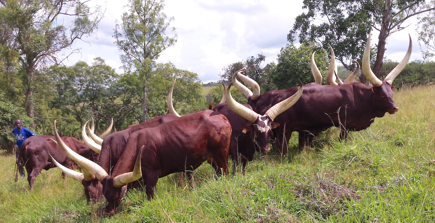 An example would be the cattle known as Ankole-Watusi in the USA, but called Inyambo cattle in Rwanda, where they were the desired cattle by the Royalty