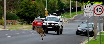 Kangaroo can come onto the road anywhere, anytime.