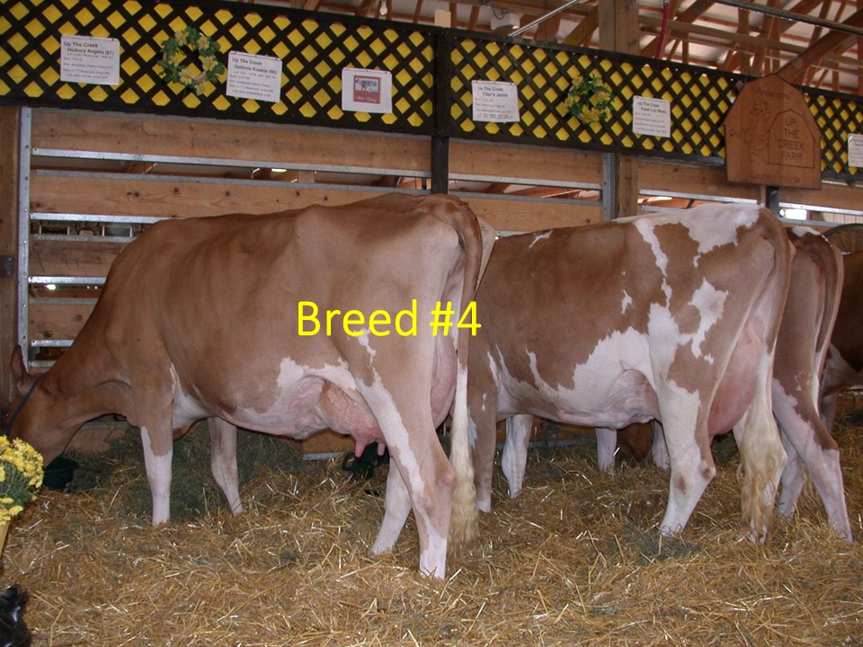 While you cannot see the head, this breed tends to be a lighter brown or fawn color with white patches.
