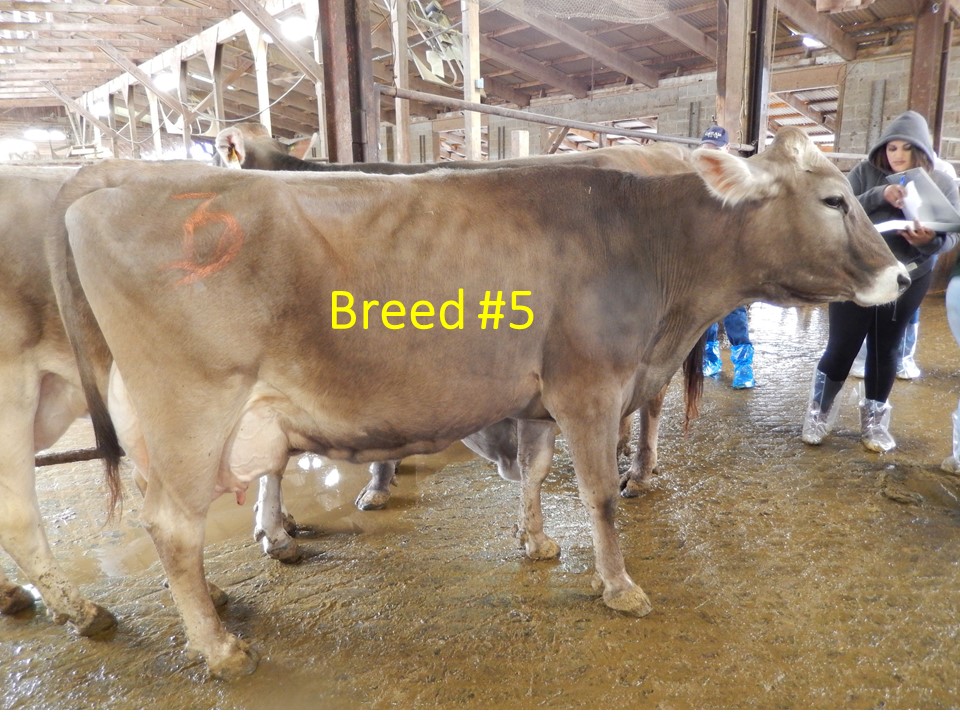The person in the background is the same person in the photos with the first two breeds. Use this as a comparison of the cow's size