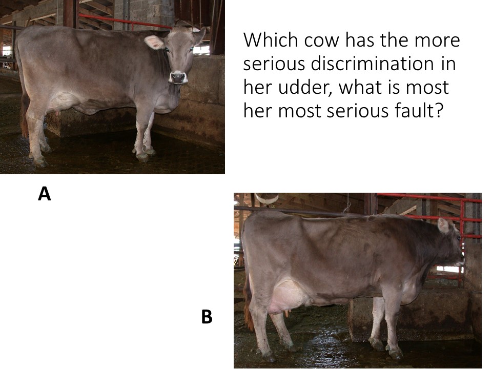 Practice on these Brown Swiss cows, is it A or B?