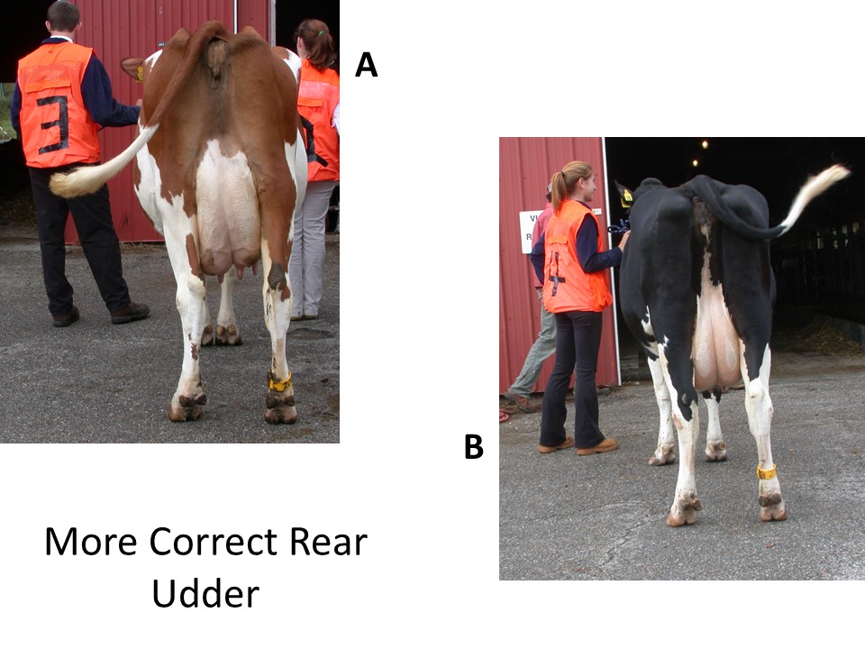 3 year Old Holsteins - look at rear udder height and width