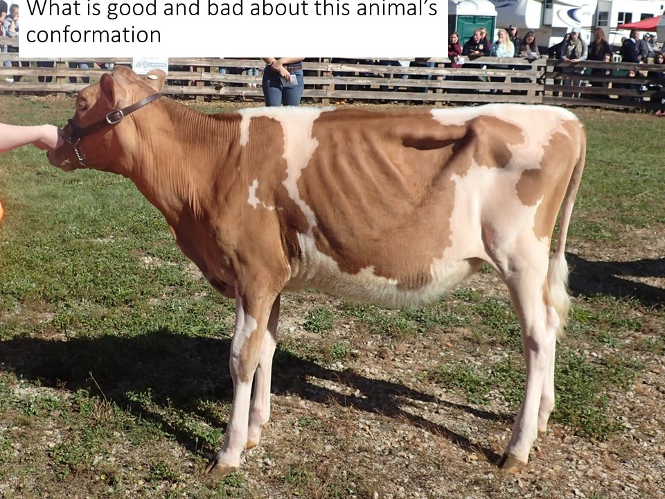 Determine the strengths and weaknesses in this heifer's conformation.