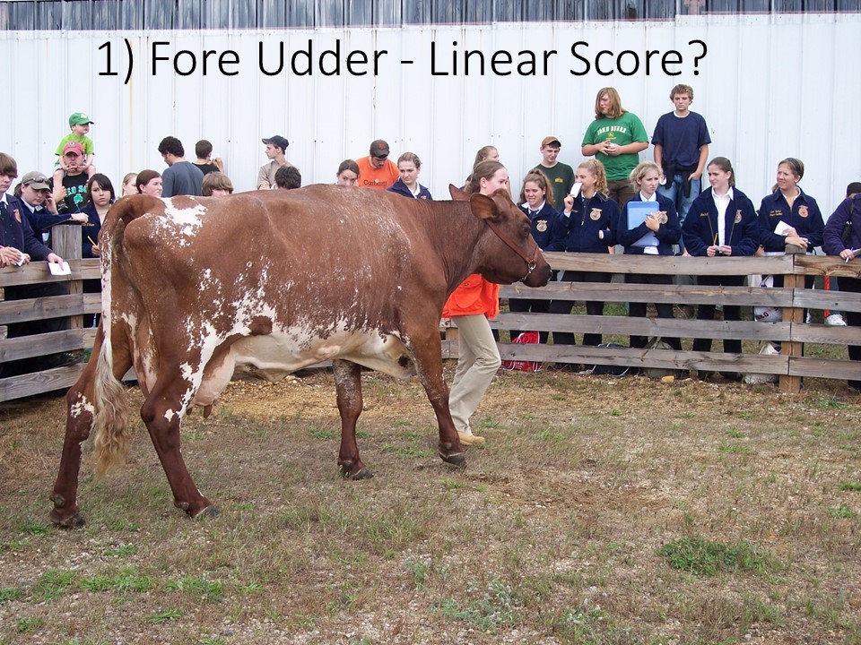 Practice Linear Scoring on this cow