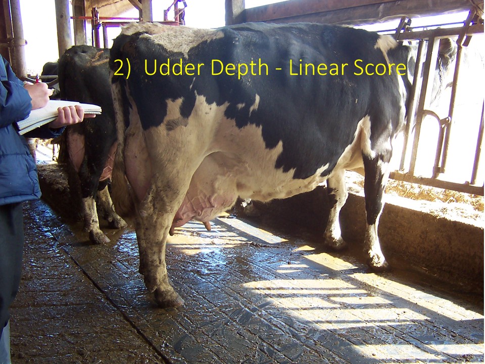 Practicing Linear Scoring on this cow