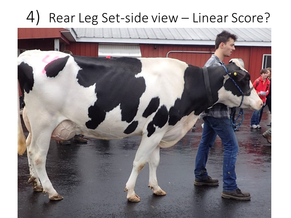 Practice Linear Scoring  Rear Leg - side view
