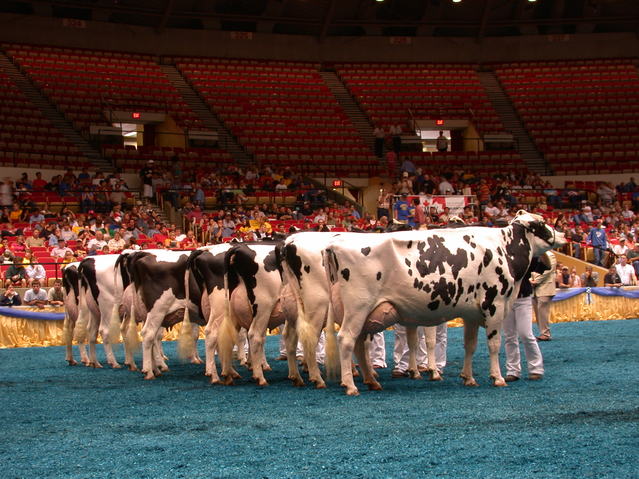 Mature Holstein Cows at the World Dairy Exposition, in Madison, Wisconsin