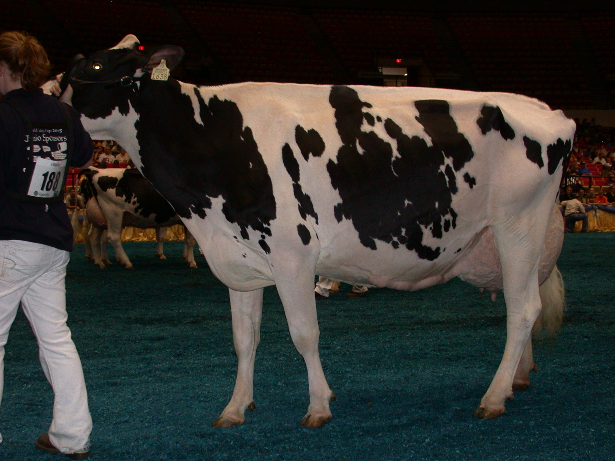 Holstein Exhibited at the World Dairy Exposition, Madison, Wisconsin