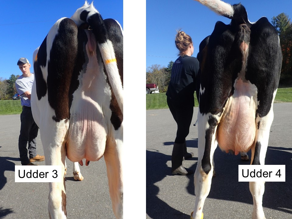 Please judge these four udders