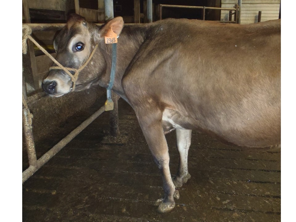 In some cows this condition is the result of lameness in the rear legs, with the cow trying to push her weight forward.
