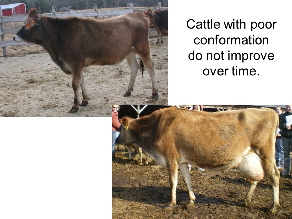 Poor conformation is something that will often become worse over time, so it is important in selecting animals for the farm to recognize the seriousness of conformation faults.