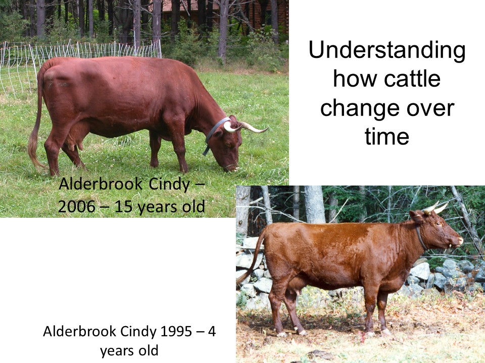 What happens to a cow as she ages? She becomes deeper in the body, the udder drops lower, the teats become larger, and they often dip more in the loin, as with this cow after 11 calves in 13 years.