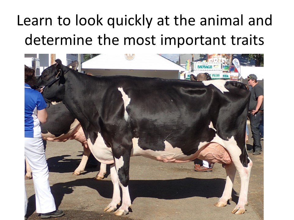 Holstein cow going into a regional show