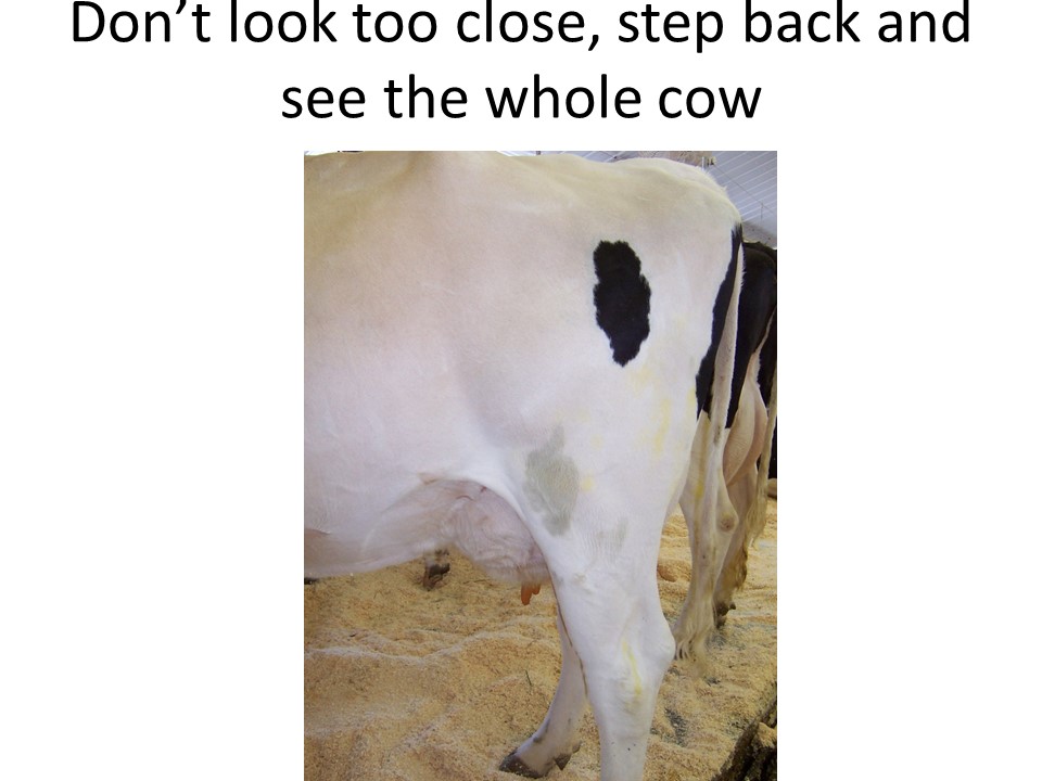For many beginning judges they crowd the cow and do not see the whole "picture" or animal they are evaluating.