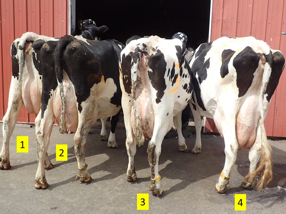 Side by side to compare size, the rear udder shape and height as well as a rear view of the hind legs.