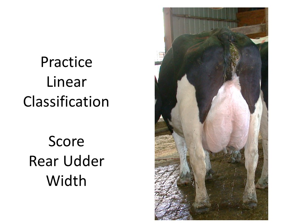 Score this cow for rear udder width