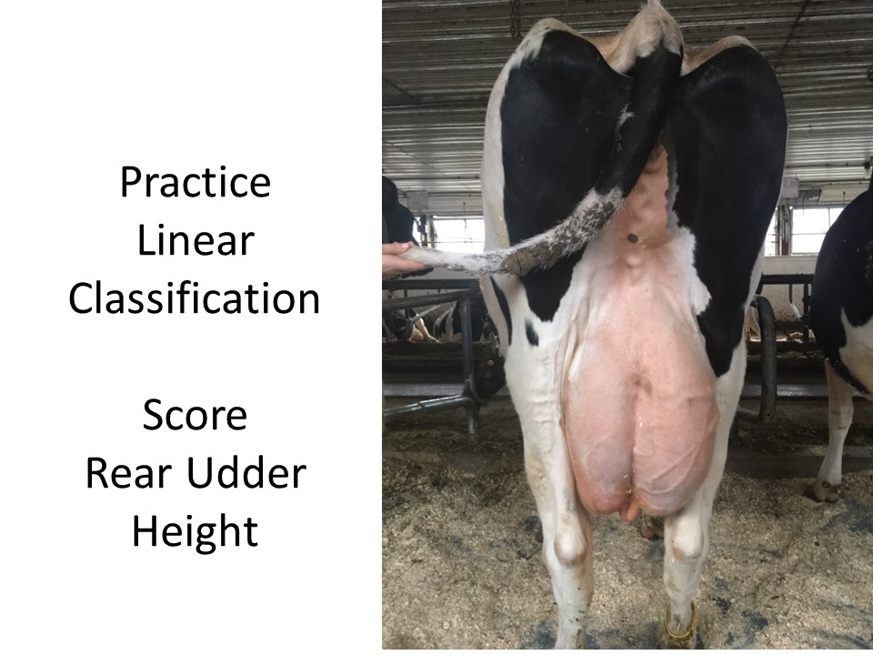 Score this cow for Rear Udder Height and also Rear Udder Width