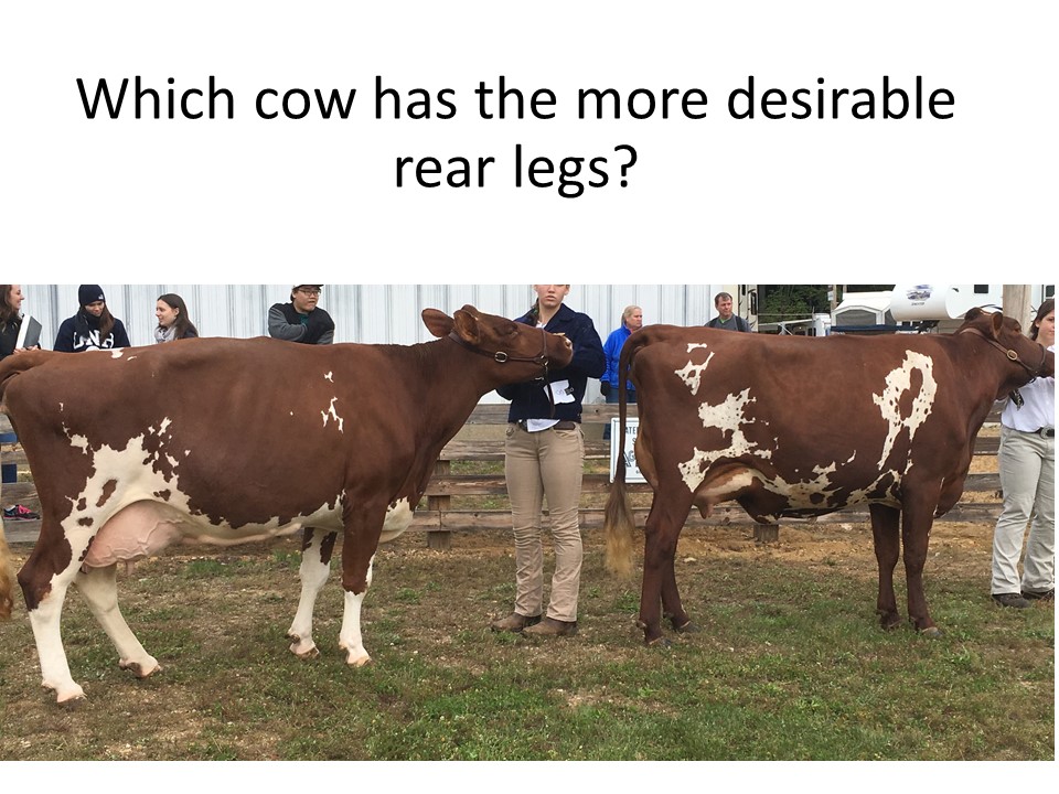 The rear legs in a dairy cow must provide support for the mammary system that can weigh 100 lbs. or more, and do so while also providing soundness for animals that may live their whole life on concrete.