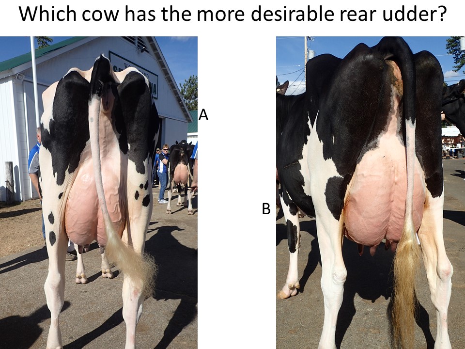 Using the PDCA Unified Scorecard, which of these two udders as view from the rear is more desirable?