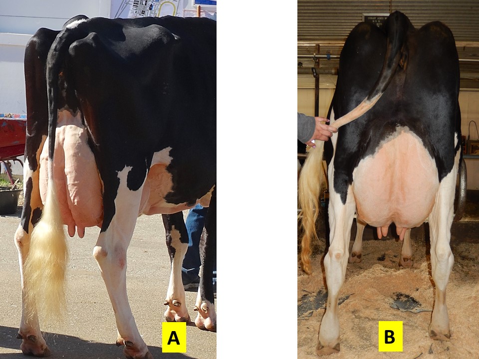 Both of these rear udders show a desirable shape, cleft, appropriate teat size and most importantly are help above the hocks.