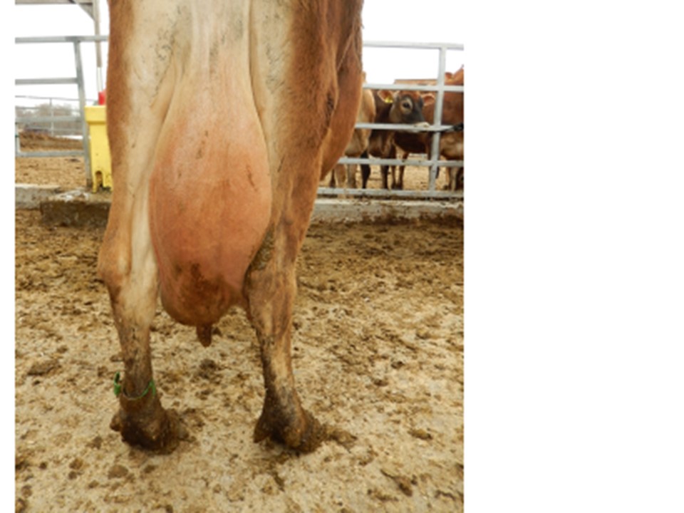 This cow has not only an udder that hangs below the hocks, she also has a blind right rear quarter, disqualifying her in a show or contest.
