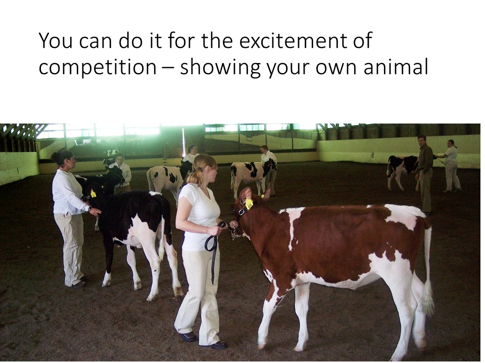 Youth and adults enjoy the challenges and rewarda of exhibiting dairy cattle.