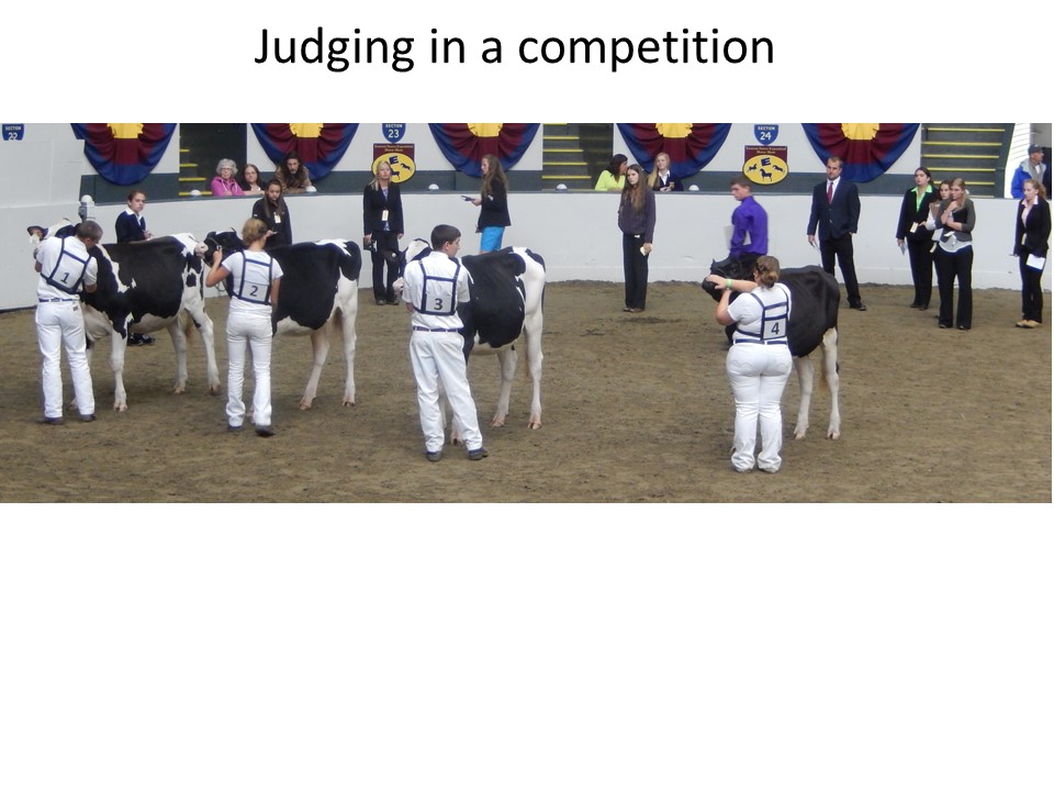 Dairy cattle judging is done in 4-H, FFA and collegiate teams around the USA