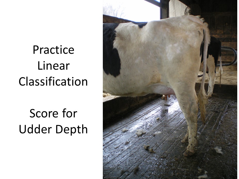 Linear Score Practice