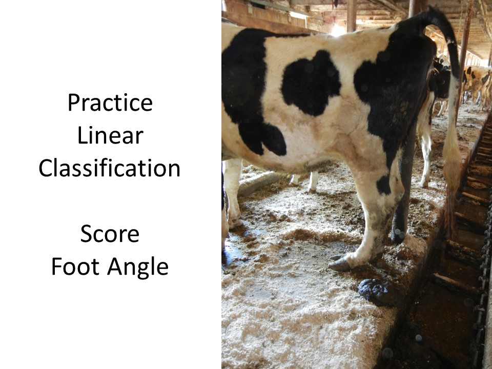 Linear Score Practice