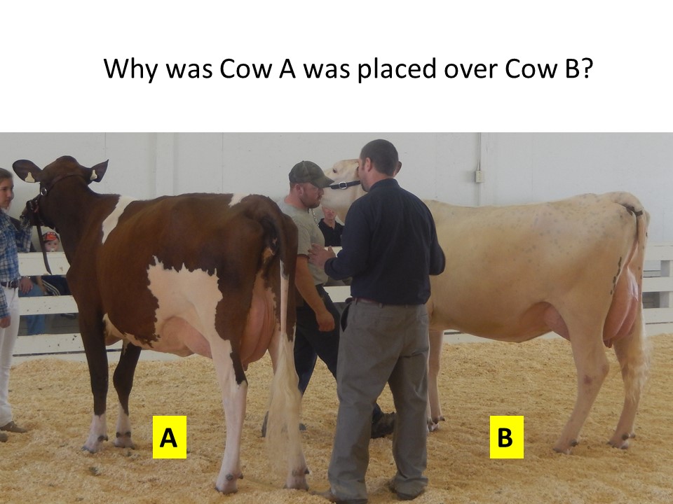The judge compares the qualities of each cow, based on the criteria set in the PPDCA Unified Scorecard