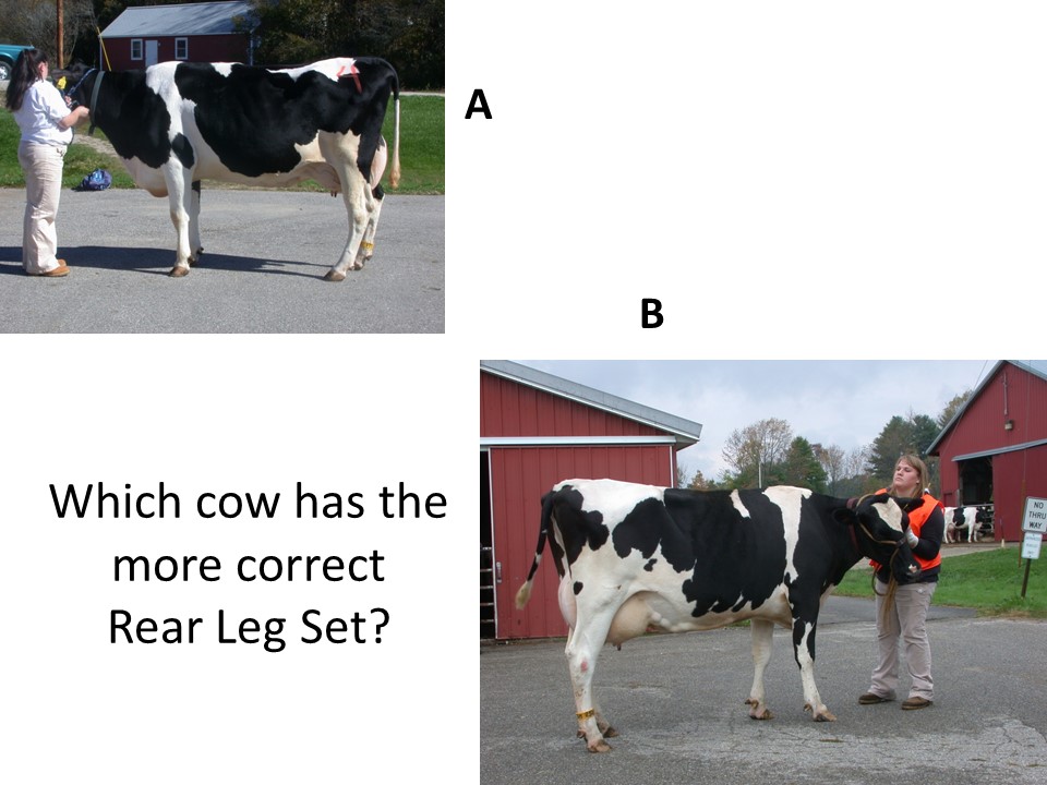Using terminology to compare the cows and justify the placing is important.