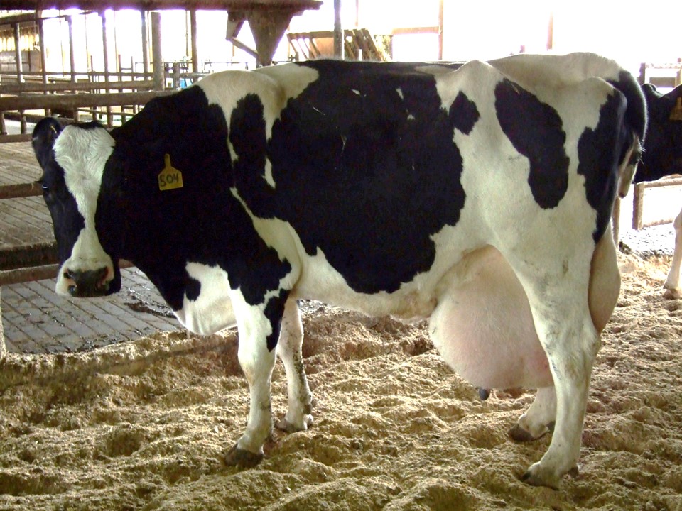 This cow may be an extremely high producer, but an udder that drops below the hocks has been shown to be one of the greatest factors affecting a cow's ability to remain in the herd.