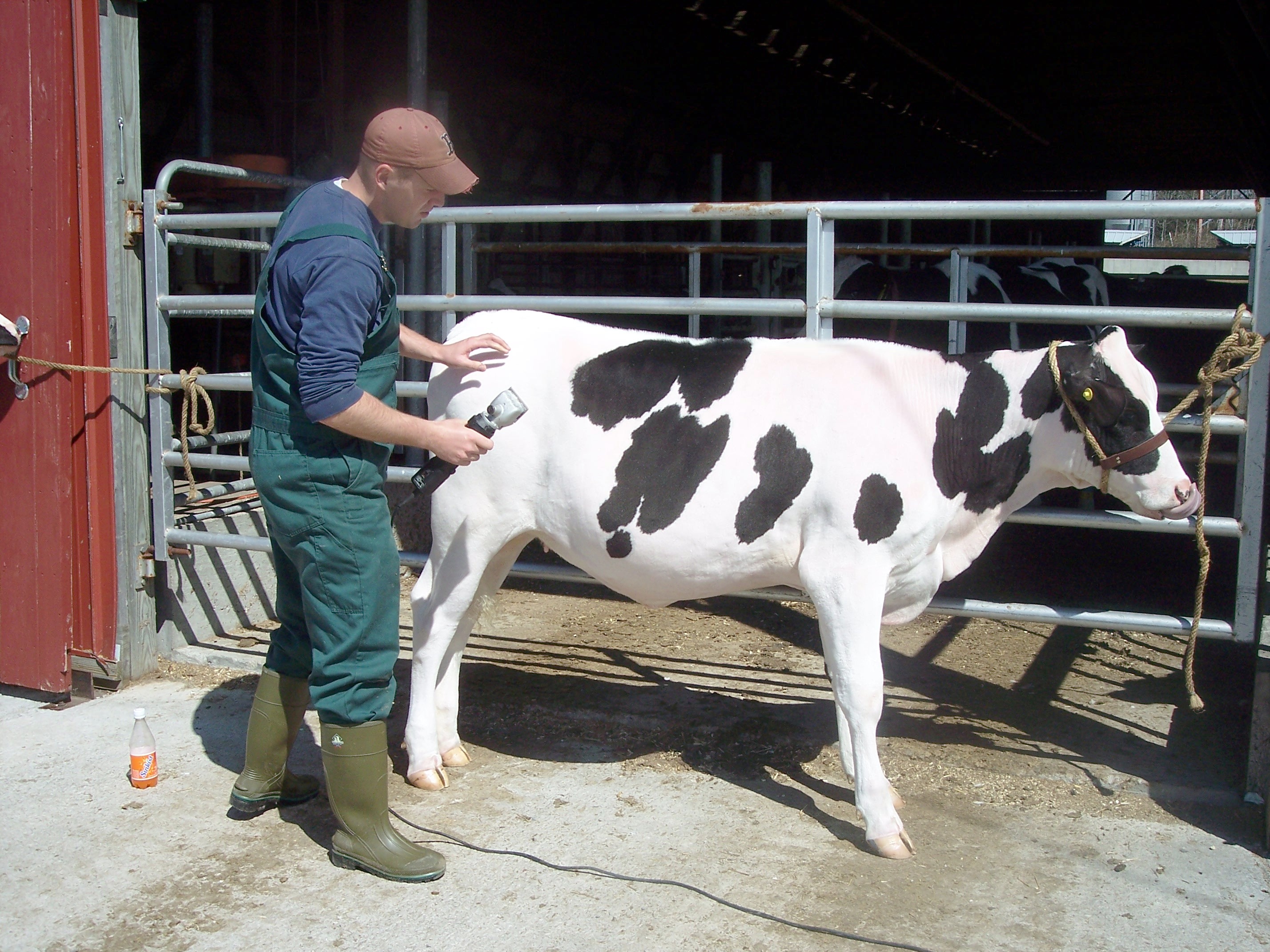 After the animal is halter trained, washing and then clipping the animal are essential before a show.
