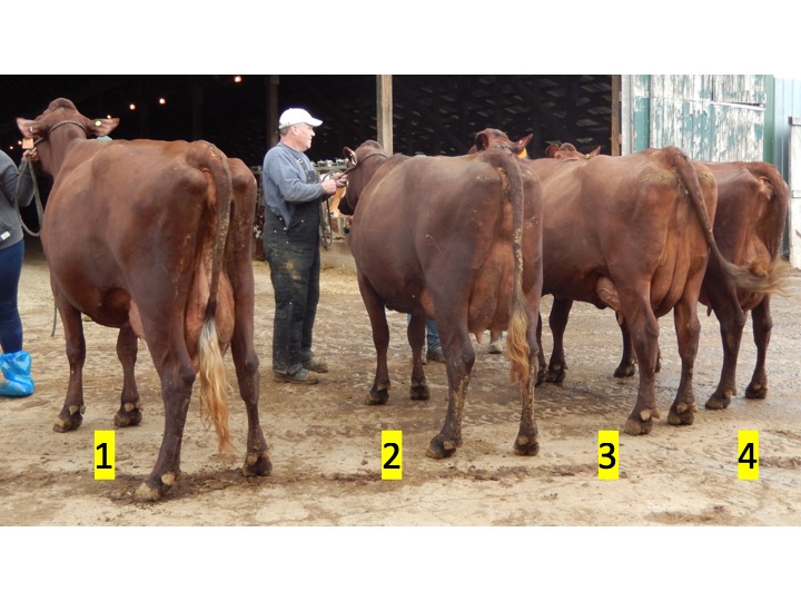 Use this photo and the others in this set to judge this class of Milking Shorthorn Cows