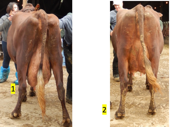 Cow 1 and 2 rear view - option 2