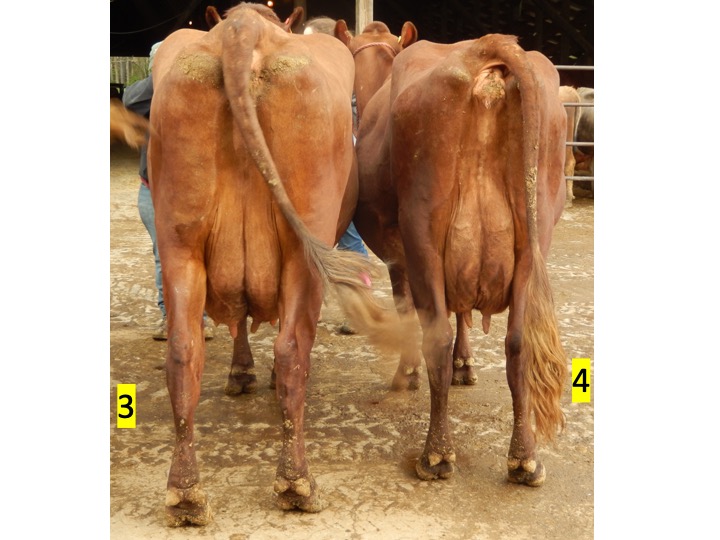 Cows 3 and 4 - rear view