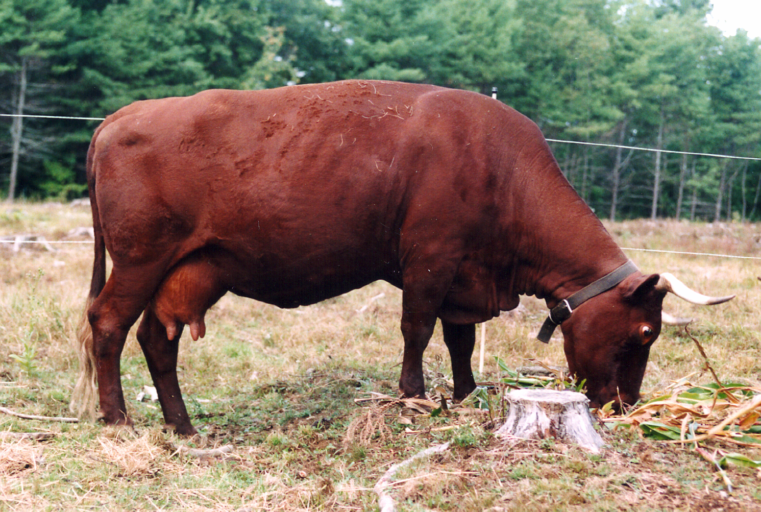 The American Milking Devon has retained its original triple purpose traits of dairy, beef and draft. The breed is smaller than the Beef Devon and South Devon, which have focused exclusively on modern beef traits. They are found on small farms where a few cows are kept. They tend to be more high strung than other breeds.