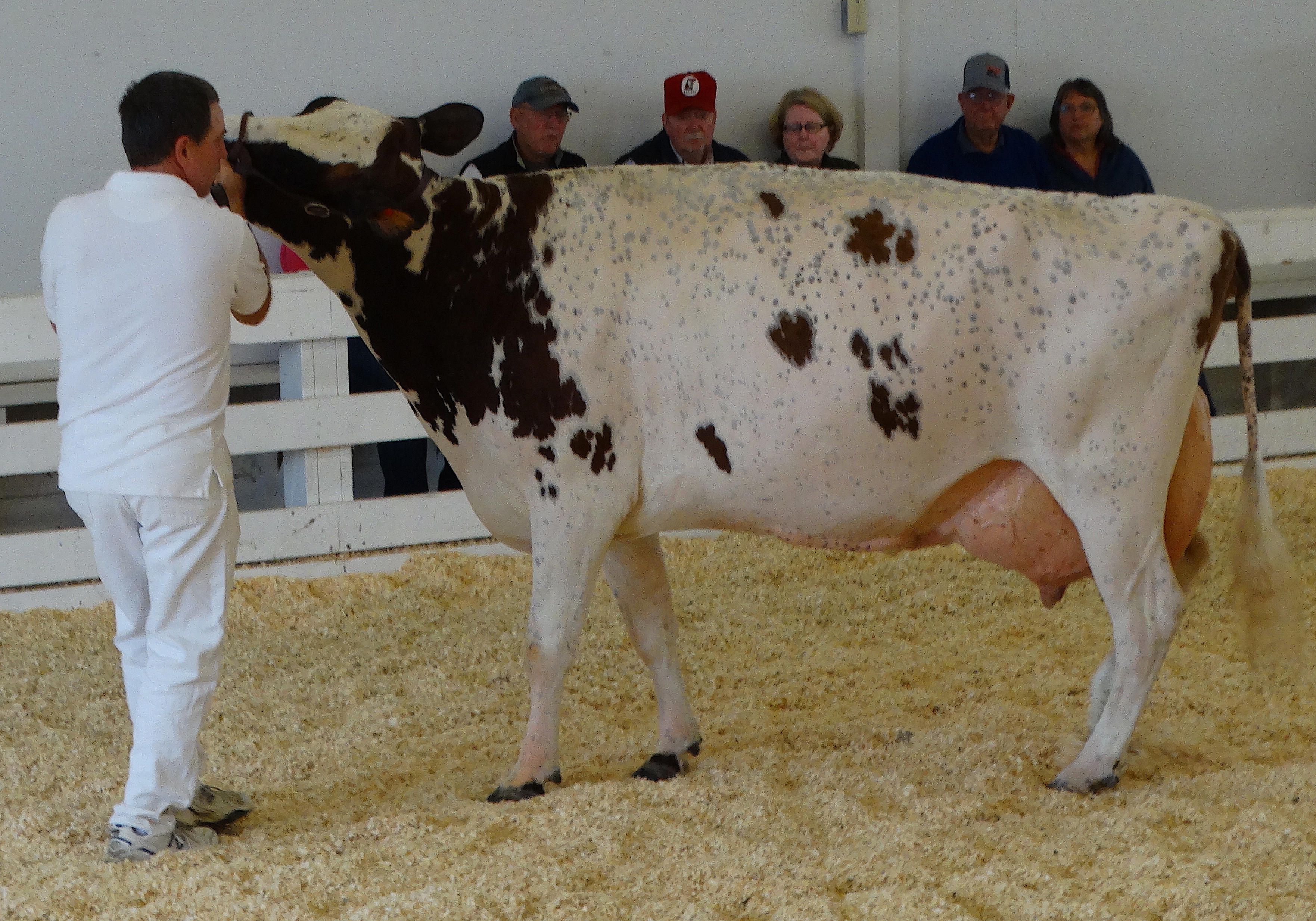 Mature cow showing the medium size of the breed