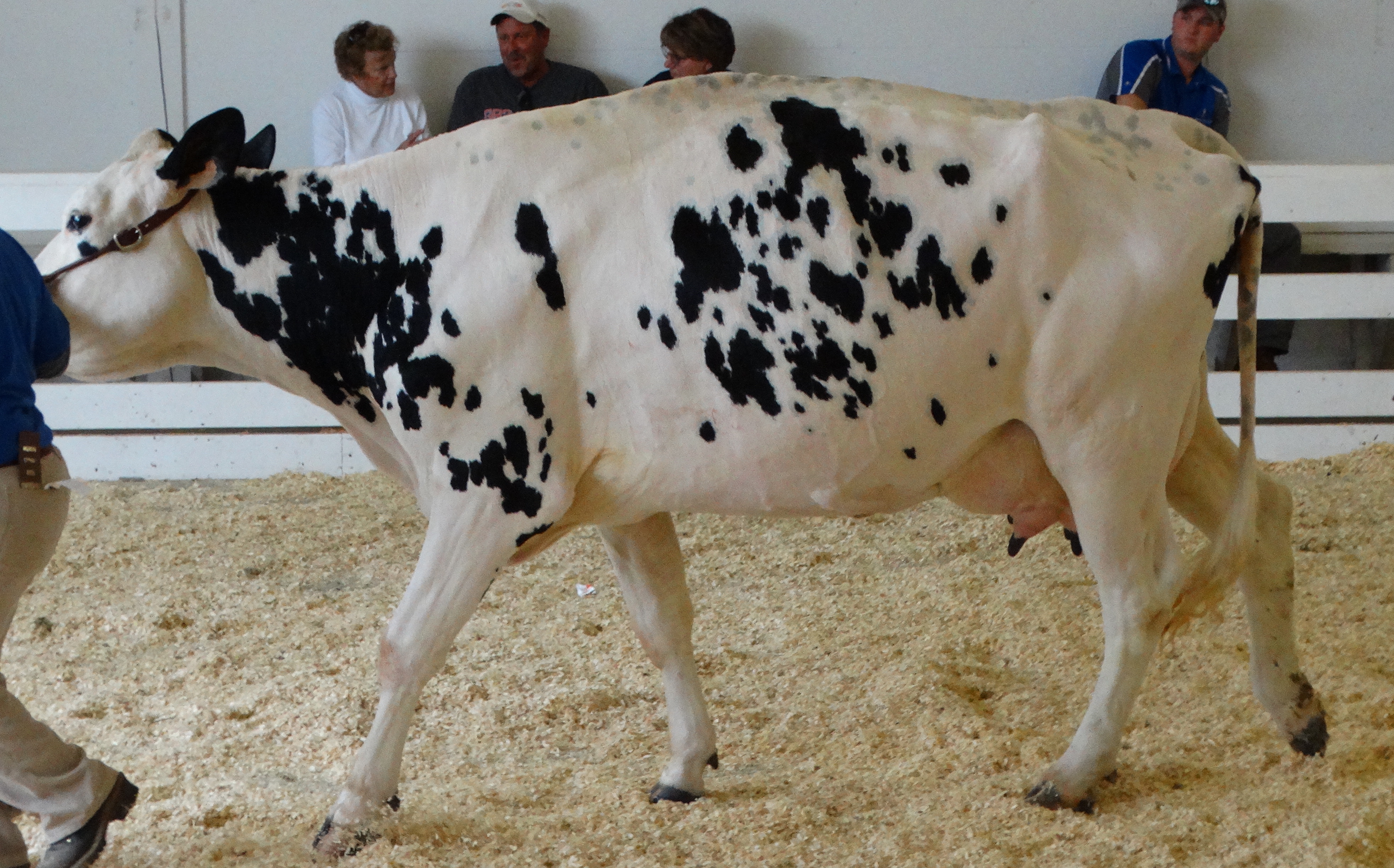 Lameness is a serious issue, and the degree of lameness must be taken into account when judging cows. This cow is showing the arched back and is slightly off her normal gait. A permanently lame cow would be disqualified.