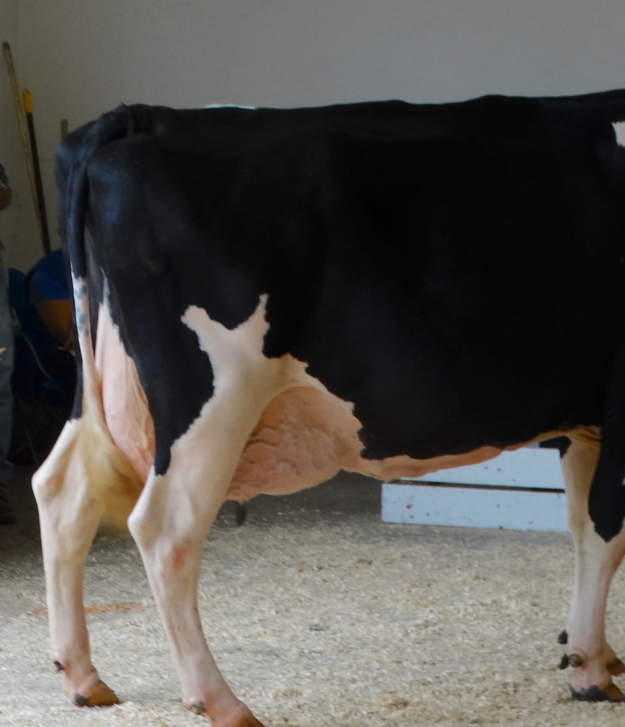 This Holstein cow is showing too much curve to her rear legs, which is called sickle hocked. She is also weak in the pasterns, with the dewclaws dipping down as she moves.