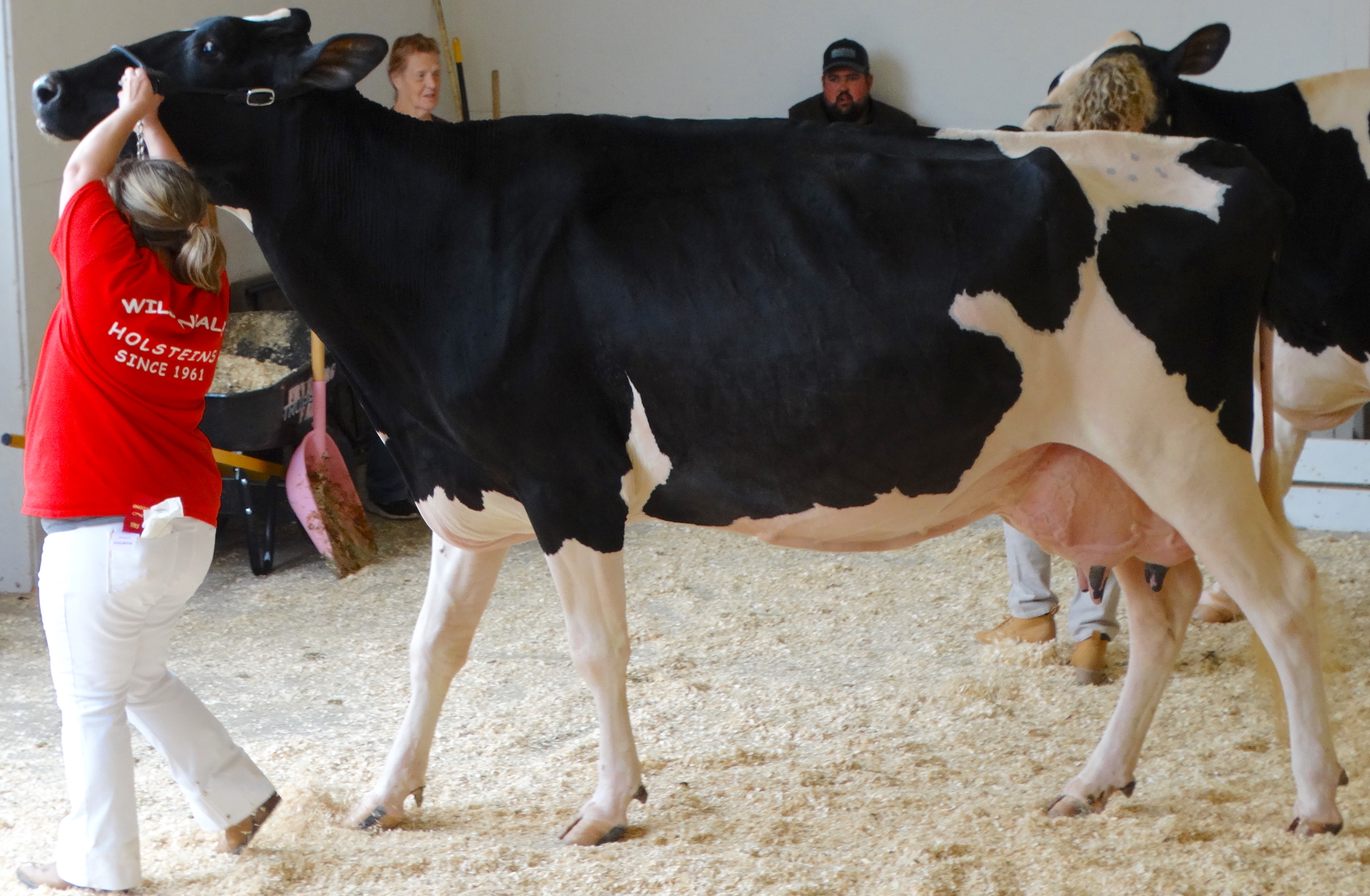 This cow is showing a weaker fore udder attachment than the other cows in the show. While not severe, it was enough to move her down in the class.
