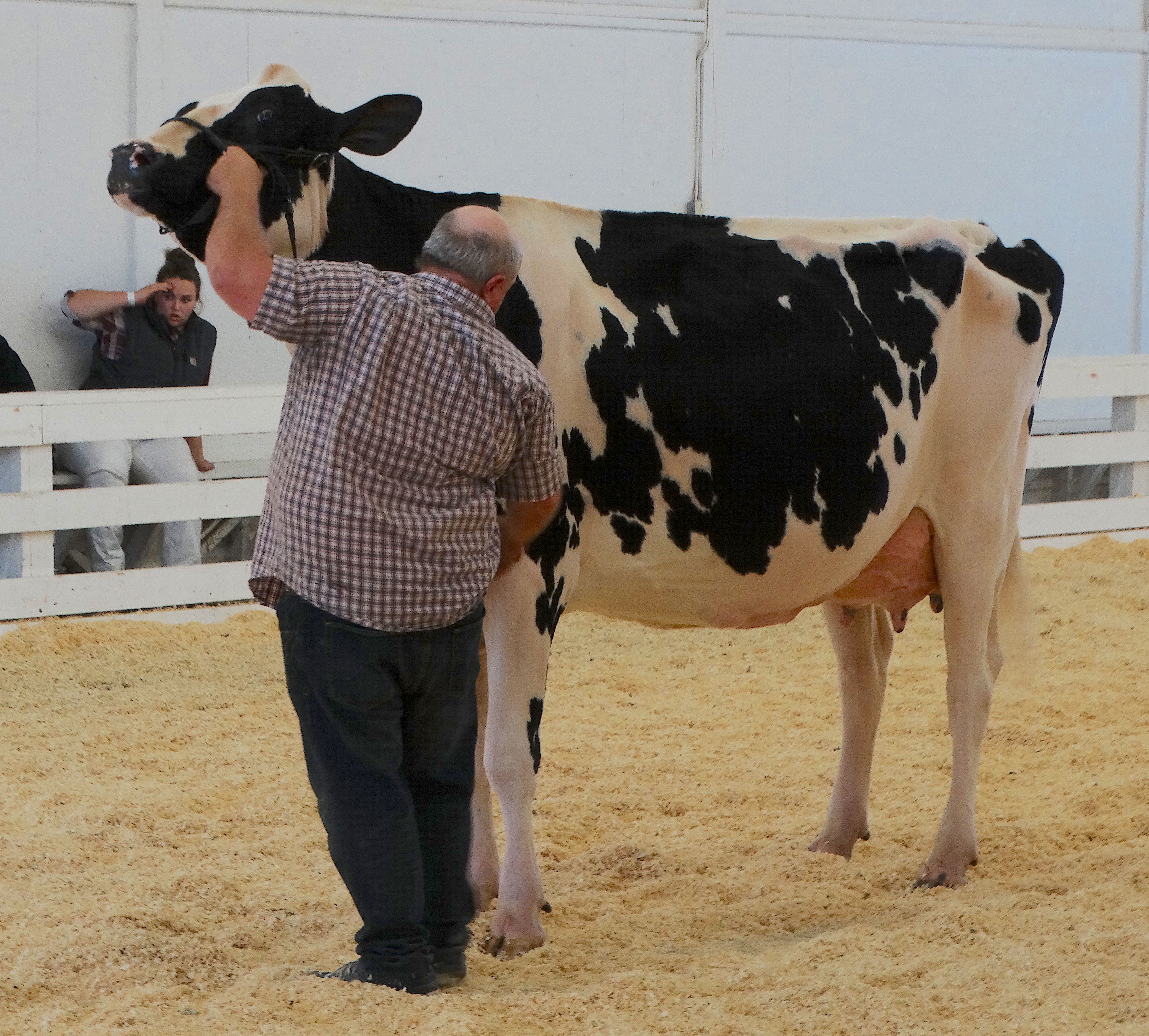 This cow just won her class, in part due to her size, angularity, udder shape, balance and attachments, but also how high it is above the hock. She is also very well trained, and almost poses in the show ring for her handler without any fuss.