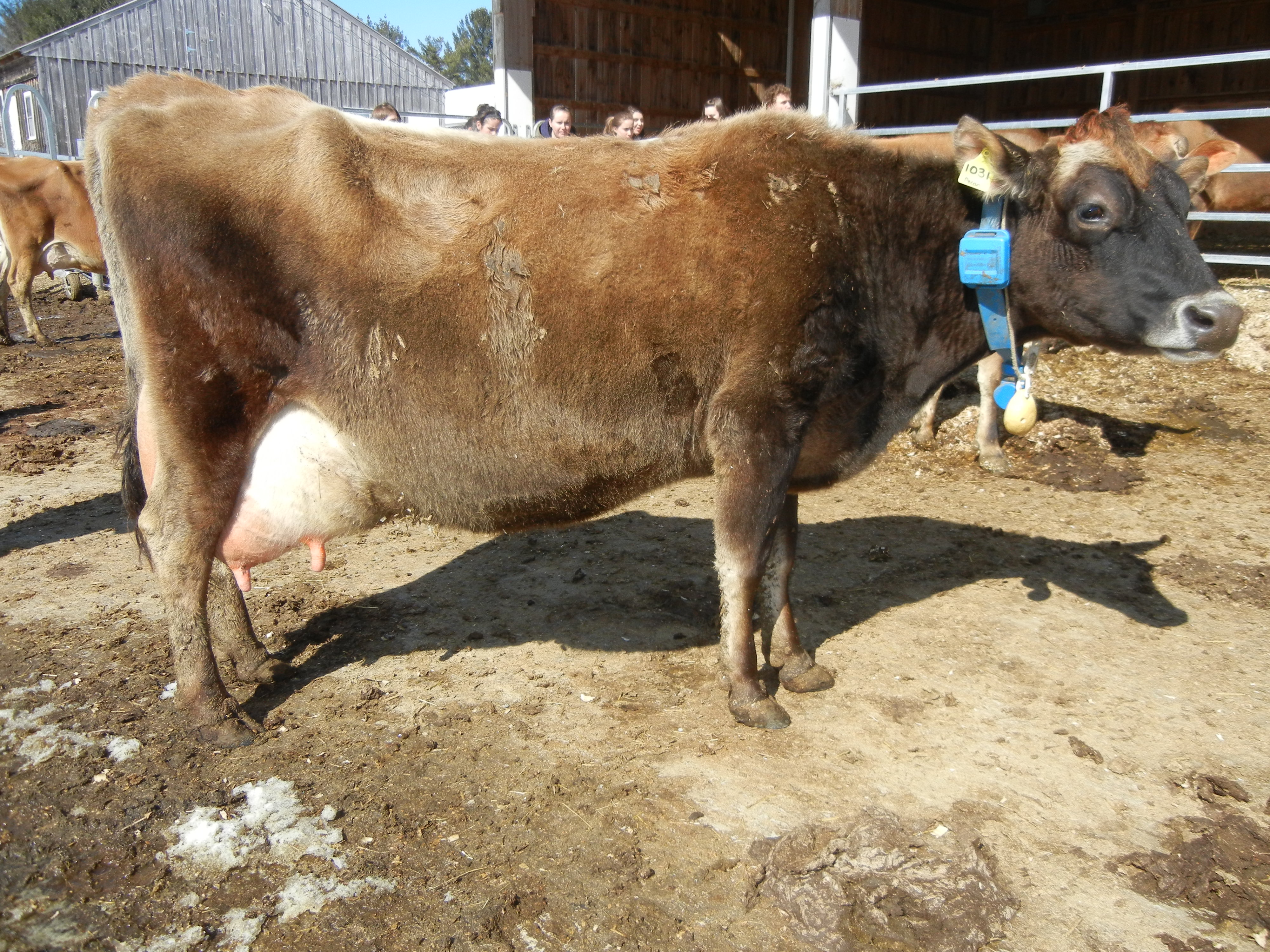 This cow shows numerous weaknesses in the category for frame. She does blend smoothly from front to back as she is weak in the chine, and has high pins and is also loose at the elbows.