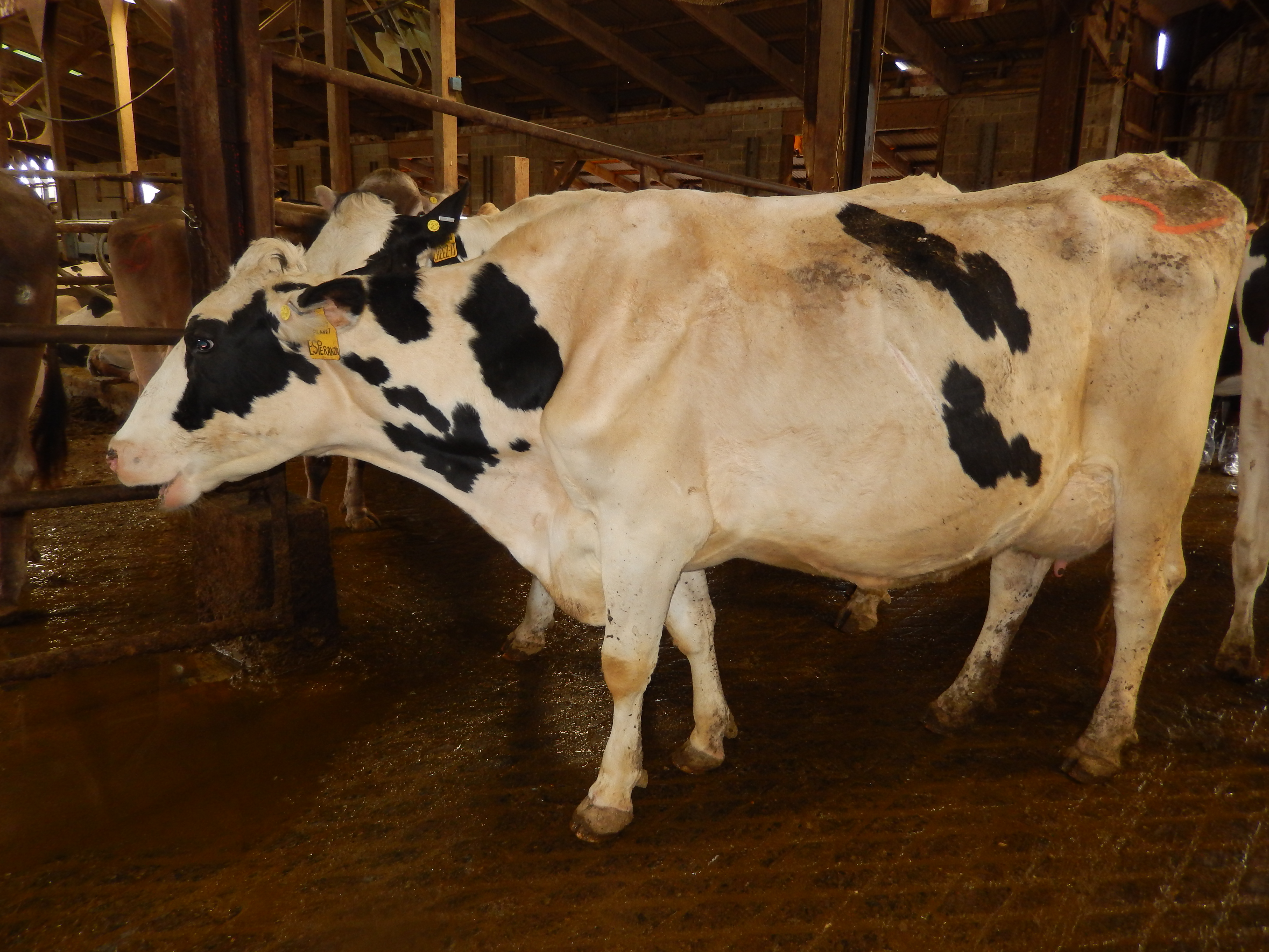 This cow is loose in the shoulders, and slightly high in the pins.