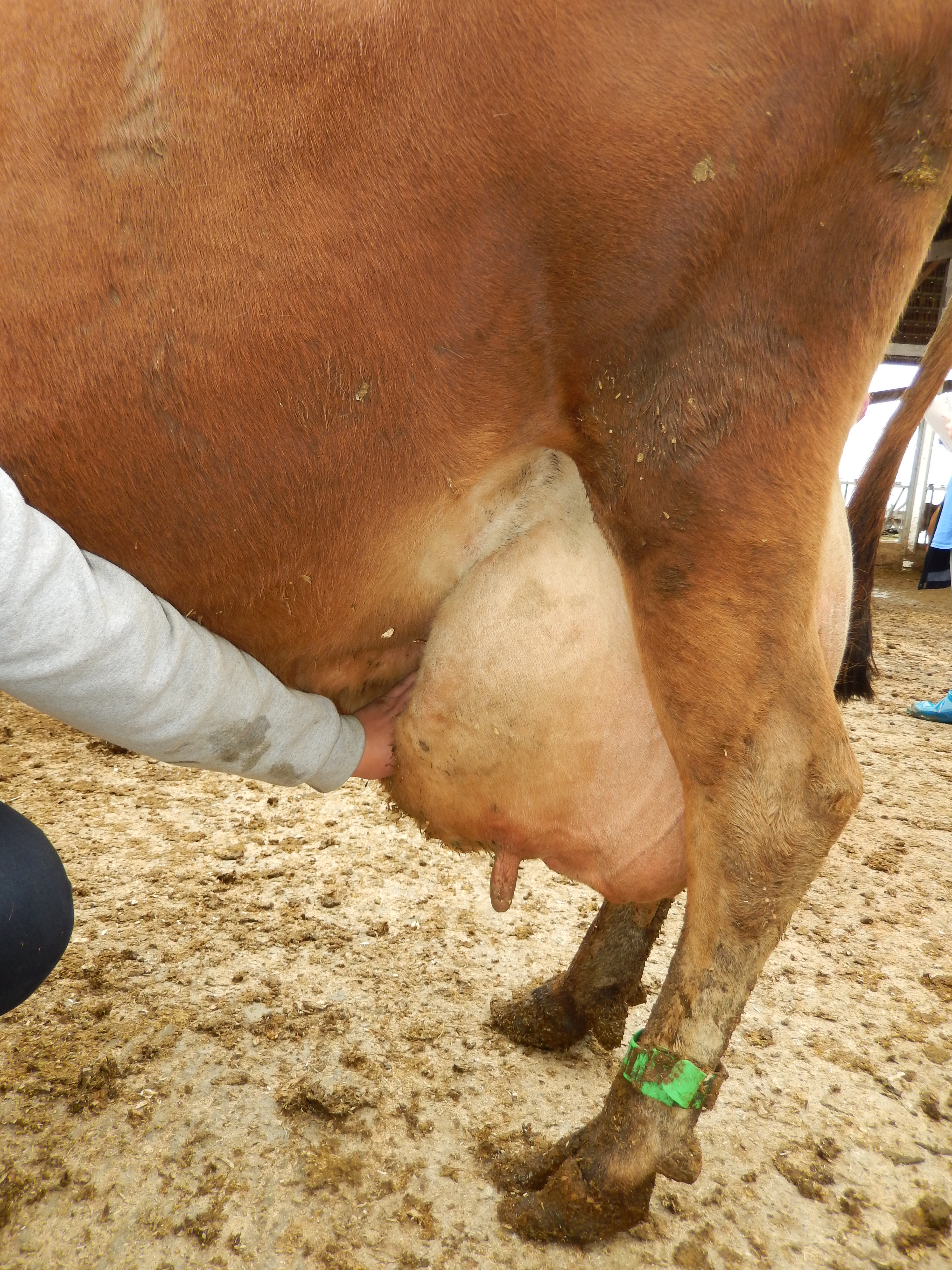 This cow has an extremely weak fore udder attachment, as demonstrated by the person's hand disappearing into the space between the udder and the barrel.